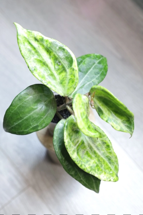 Hoya Latifolia Peridot