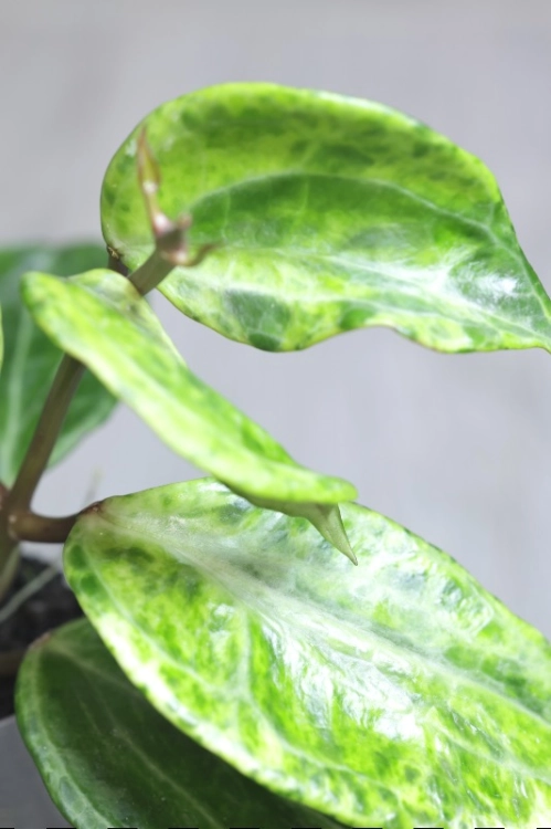 Hoya Latifolia Peridot
