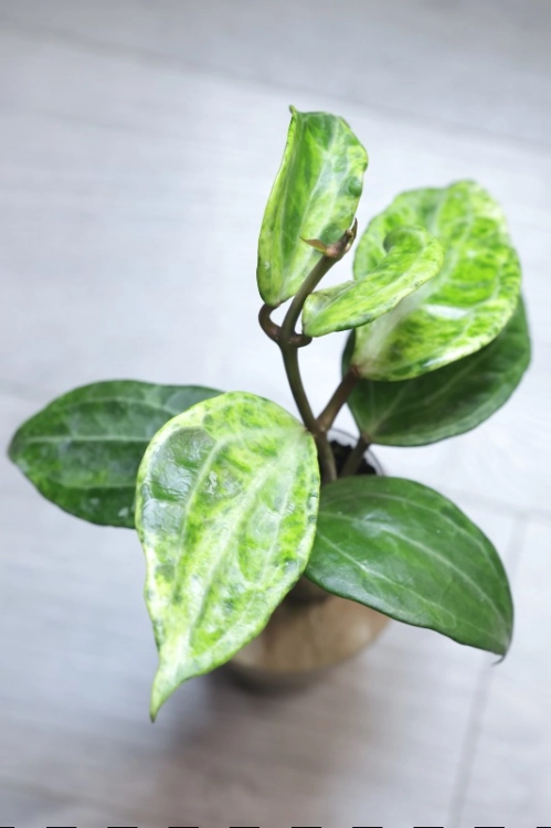 Hoya Latifolia Peridot