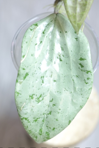 Hoya Glabra Silver