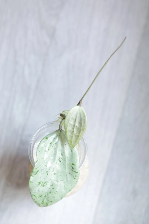Hoya Glabra Silver