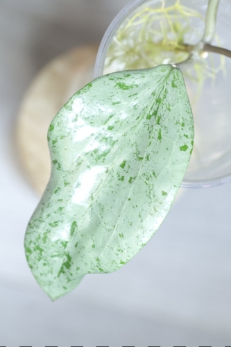 Hoya Glabra Silver