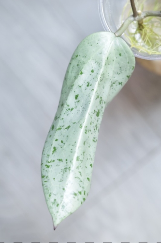 Hoya Glabra Silver