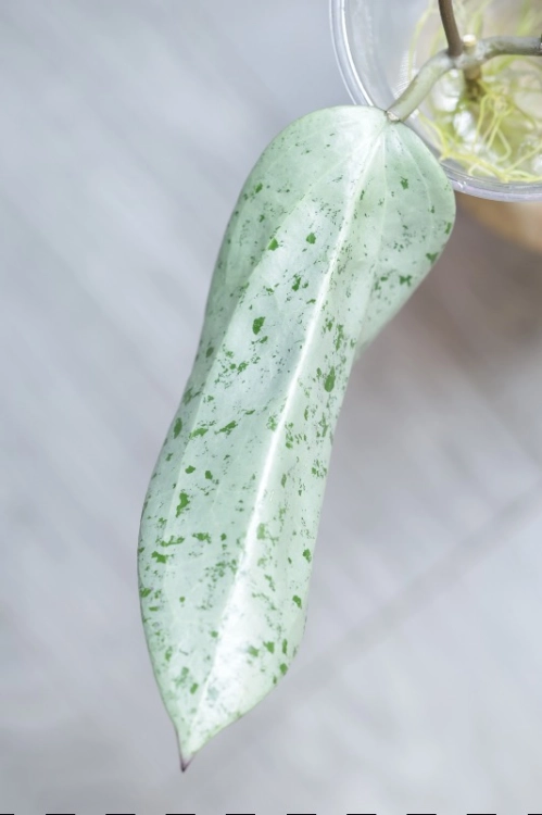 Hoya Glabra Silver