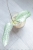 Hoya Glabra Silver