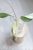 Hoya Glabra Silver