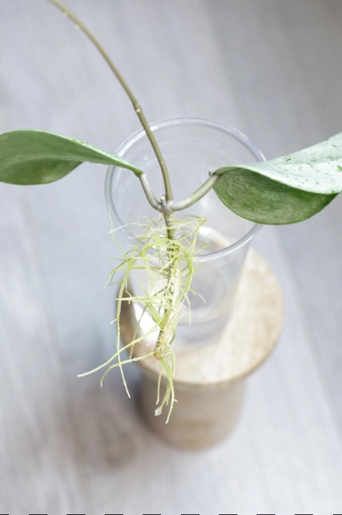 Hoya Glabra Silver