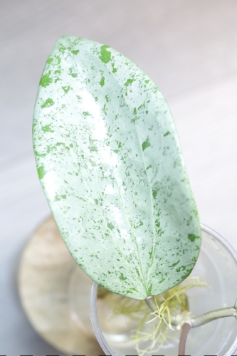 Hoya Glabra Silver