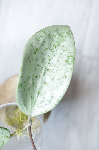 Hoya Glabra Silver