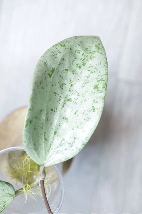 Hoya Glabra Silver