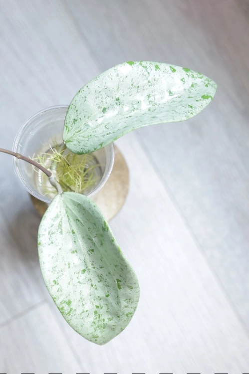Hoya Glabra Silver