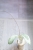 Hoya Glabra Silver