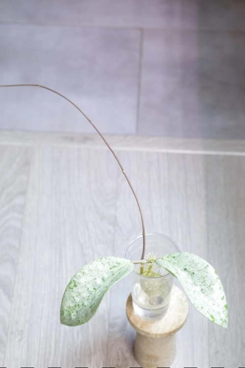 Hoya Glabra Silver