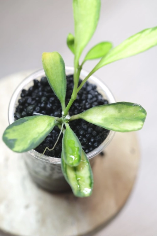 Hoya Manipurensis Philo Variegated