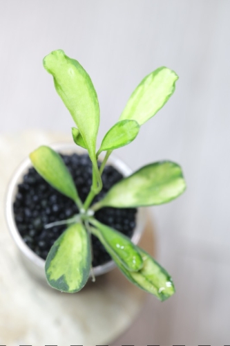 Hoya Manipurensis Philo Variegated