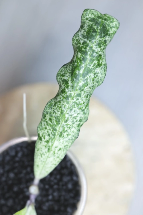 Hoya Multiflora Lima