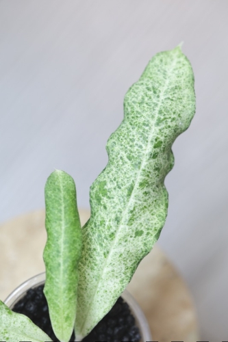 Hoya Multiflora Lima