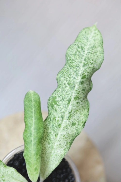Hoya Multiflora Lima
