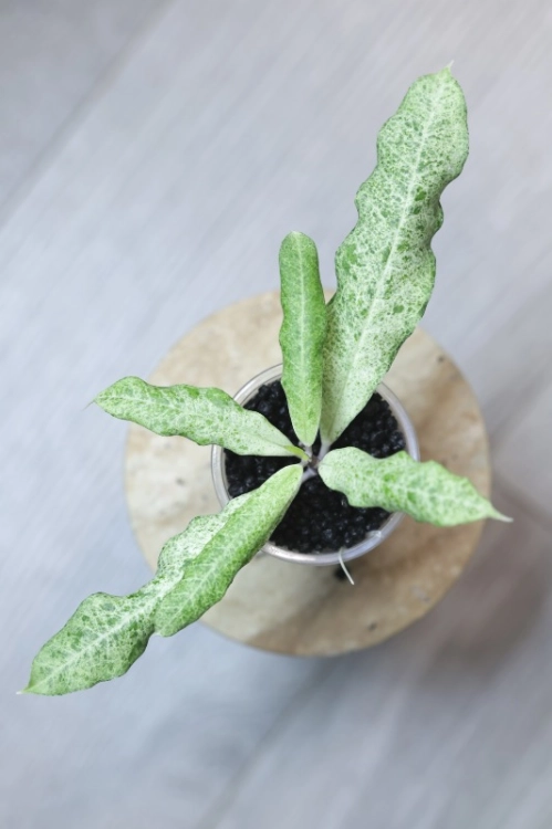 Hoya Multiflora Lima