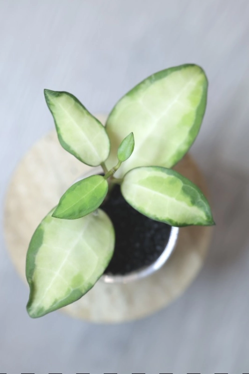 Hoya Elliptica Variegata