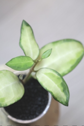 Hoya Elliptica Variegata