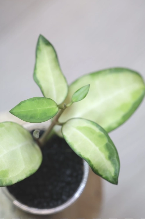 Hoya Elliptica Variegata