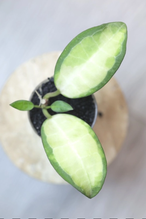 Hoya Elliptica Variegata