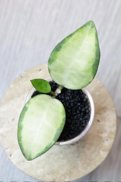 Hoya Elliptica Variegata
