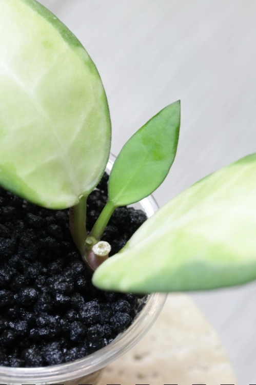Hoya Elliptica Variegata