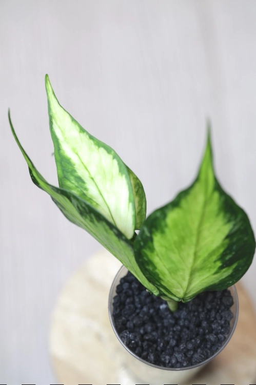 Hoya Polyneura King