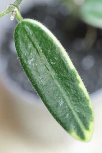 Hoya Lyi Prism Albomarginata
