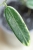 Hoya Lyi Prism Albomarginata