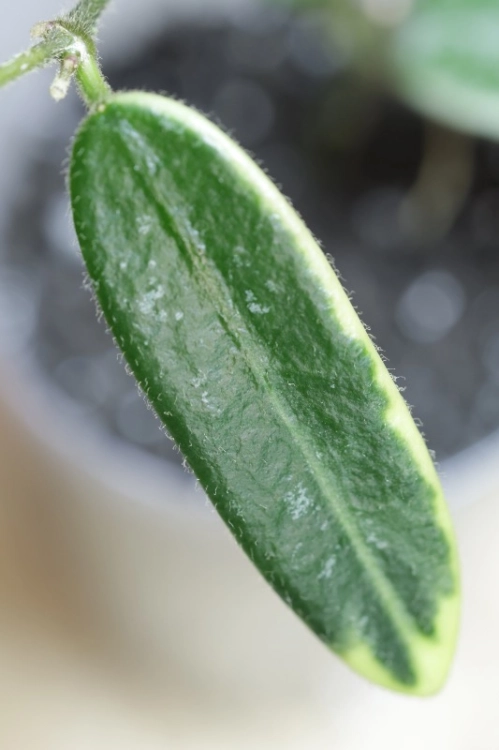 Hoya Lyi Prism Albomarginata