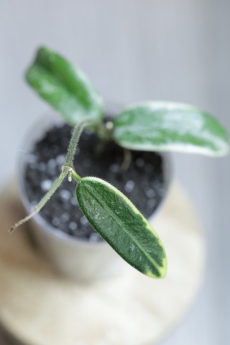 Hoya Lyi Prism Albomarginata
