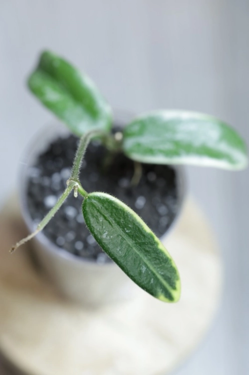 Hoya Lyi Prism Albomarginata