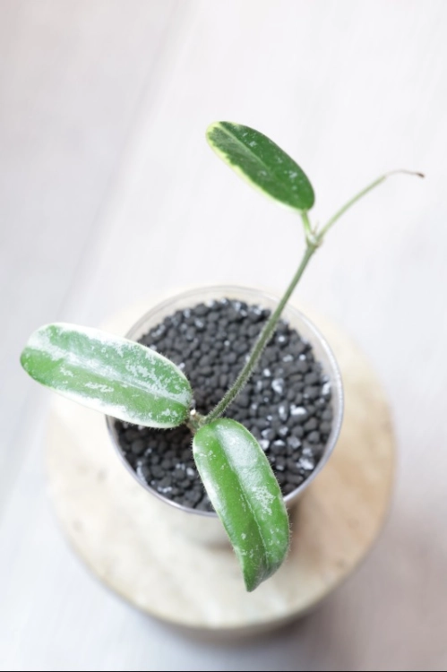 Hoya Lyi Prism Albomarginata