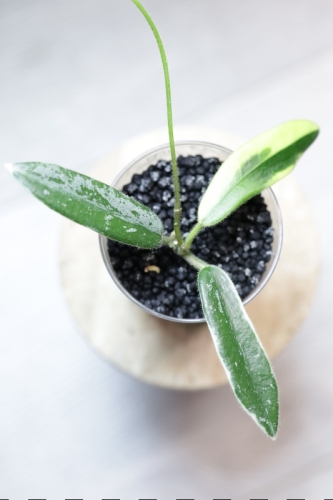 Hoya Lyi Prism Albomarginata