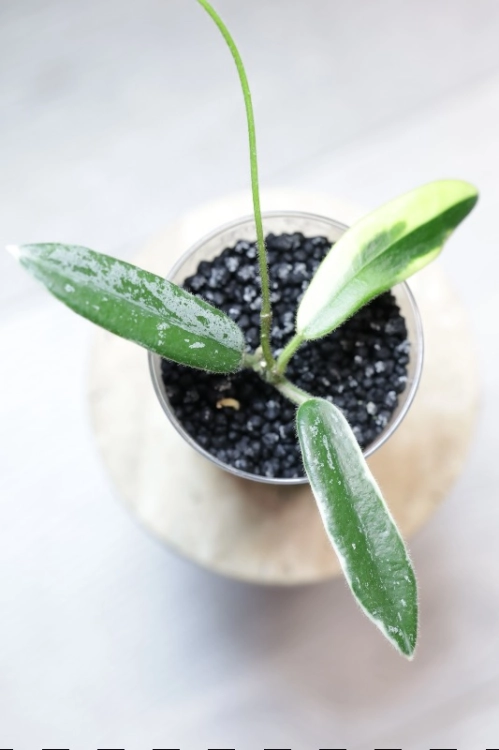 Hoya Lyi Prism Albomarginata