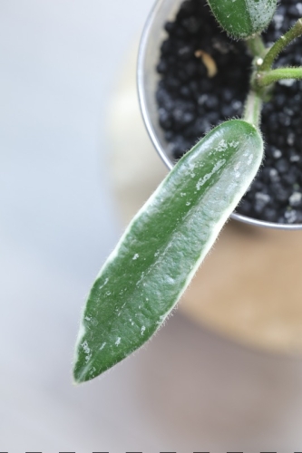 Hoya Lyi Prism Albomarginata