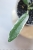 Hoya Lyi Prism Albomarginata