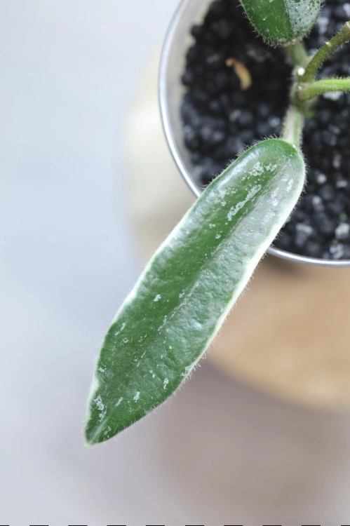 Hoya Lyi Prism Albomarginata
