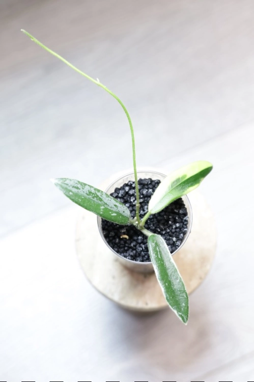 Hoya Lyi Prism Albomarginata