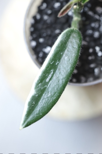 Hoya Lyi Prism Albomarginata