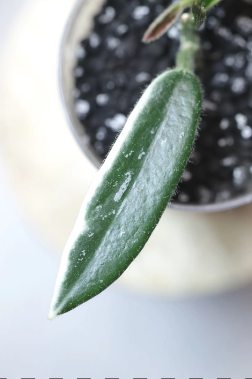 Hoya Lyi Prism Albomarginata