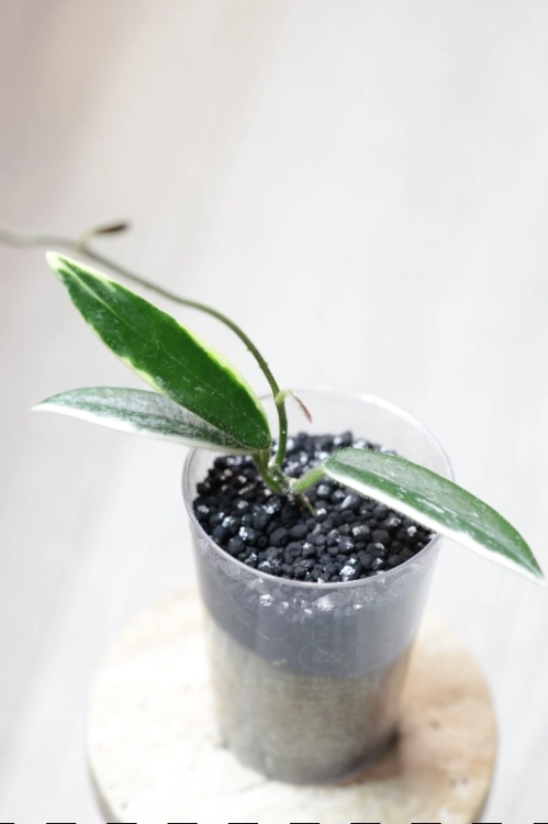 Hoya Lyi Prism Albomarginata