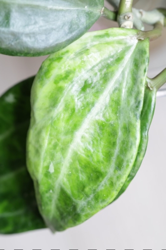 Hoya Latifolia Peridot