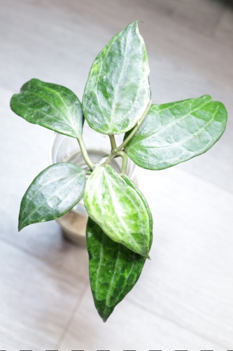 Hoya Latifolia Peridot