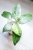 Hoya Latifolia Peridot