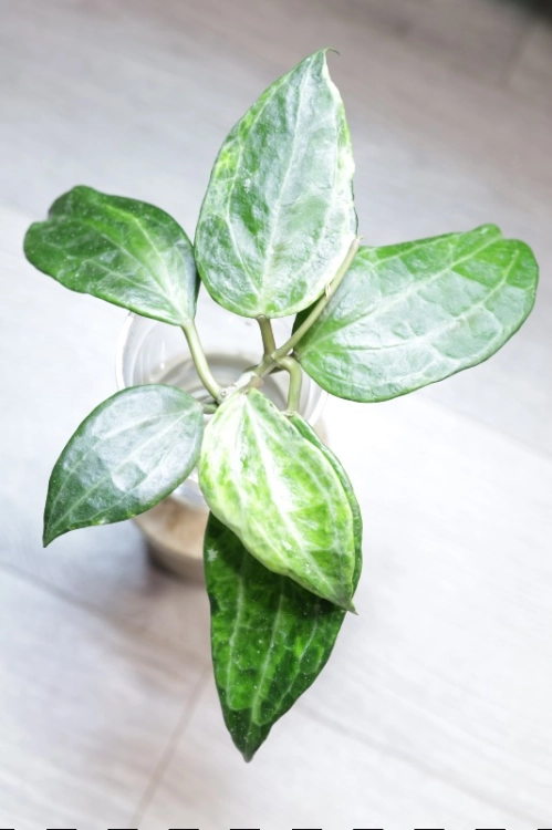 Hoya Latifolia Peridot