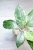 Hoya Latifolia Peridot